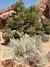 Arches NP °8
